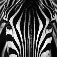zebra-face1